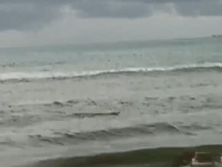 Buaya Muncul di Pantai Tiku, BKSDA Agam Pasang Spanduk Peringatan