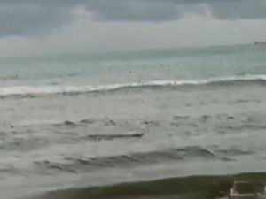 Buaya Muncul Berkali-kali di Pantai Tiku, Spanduk Peringatan Dipasang Buaya Muncul Berkali-kali di Pantai Tiku, Spanduk Peringatan Dipasang