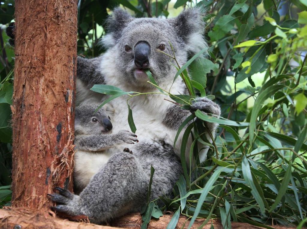 Saat Eksistensi Koala Terancam Ekspansi Tambang