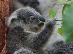 Koala Kini Jadi Hewan Terancam Punah
