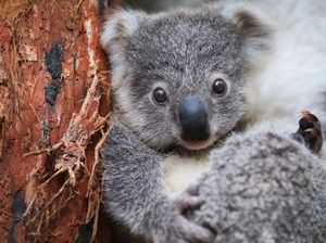 Bukan Sembarang Anjing, Tugasnya Mengendus Kotoran Koala Bukan Sembarang Anjing, Tugasnya Mengendus Kotoran Koala