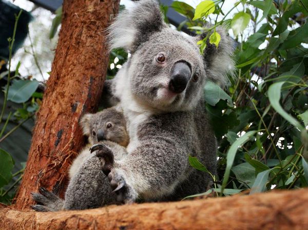 Gemas! Kebun Binatang di Australia Punya Bayi Koala Baru