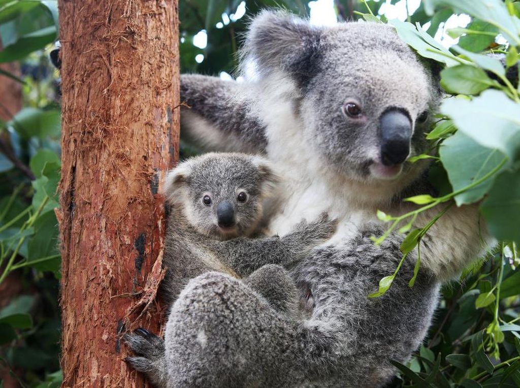 Sperma Koala Disarankan untuk Dibekukan