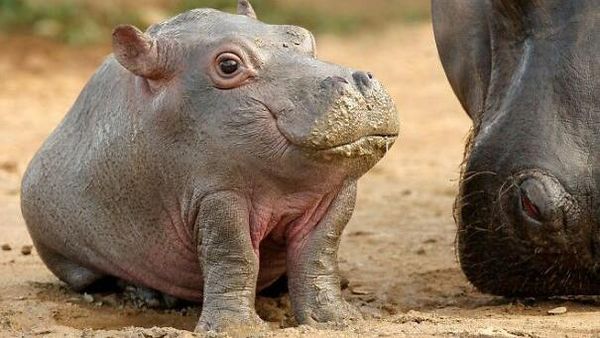 Kocak! Begini Jadinya Bila Hewan Tak Memiliki Leher