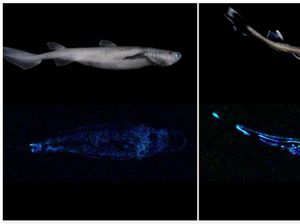 Ilmuwan Temukan Spesies Hiu Glow in the Dark