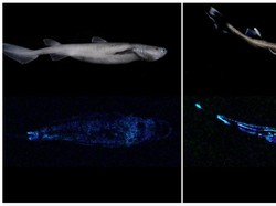 Ilmuwan Temukan Spesies Hiu Glow in the Dark