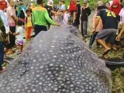 Hiu Tutul Mati Terdampar di Pantai Cimanuk Jadi Tontonan Warga