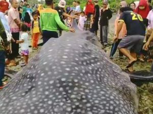 Hiu Tutul Mati Terdampar di Pantai Cimanuk Tasikmalaya Hiu Tutul Mati Terdampar di Pantai Cimanuk Tasikmalaya