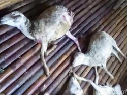 Belasan Kambing Mati Misterius dengan Luka Kecil Kembali Terjadi di Bondowoso