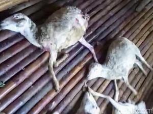 Belasan Kambing Mati Misterius dengan Luka Kecil Kembali Terjadi di Bondowoso Belasan Kambing Mati Misterius dengan Luka Kecil Kembali Terjadi di Bondowoso