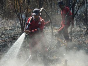 Cagar Biosfer Giam Siak Kecil Riau Terbakar, Luas Mencapai 100 Ha Lebih