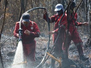 Karhutla di Kawasan Cagar Biosfer Riau Padam, Petugas Fokus Pendinginan Karhutla di Kawasan Cagar Biosfer Riau Padam, Petugas Fokus Pendinginan