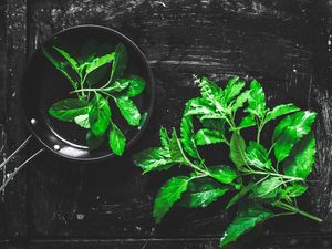 12 Manfaat Daun Kemangi bagi Kesehatan, Cegah Kanker hingga Bikin Glowing 12 Manfaat Daun Kemangi bagi Kesehatan, Cegah Kanker hingga Bikin Glowing