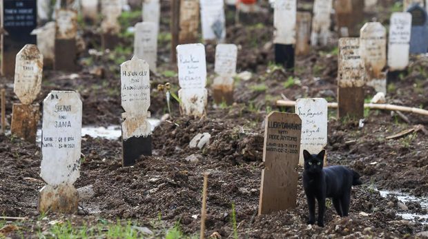 Seekor kucing berdiri di areal pemakaman khusus untuk jenazah COVID-19 di TPU Bambu Apus, Jakarta Timur, Selasa (2/3/2021). Menurut Kepala Dinas Pertamanan dan Hutan Kota Provinsi DKI Jakarta Suzi Marsitawati, dua blok atau blad TPU Bambu Apus telah penuh terisi oleh 1.050 jenazah yang meninggal dunia akibat menderita COVID-19. ANTARA FOTO/M Risyal Hidayat/wsj.