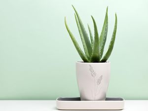 Bukan Sekadar Dekorasi, 4 Tanaman Ini Bisa Bikin Ruangan Lebih Sejuk Bukan Sekadar Dekorasi, 4 Tanaman Ini Bisa Bikin Ruangan Lebih Sejuk