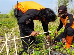 Cegah Abrasi, Ribuan Tanaman Mangrove Ditanam di Pesisir Sukabumi