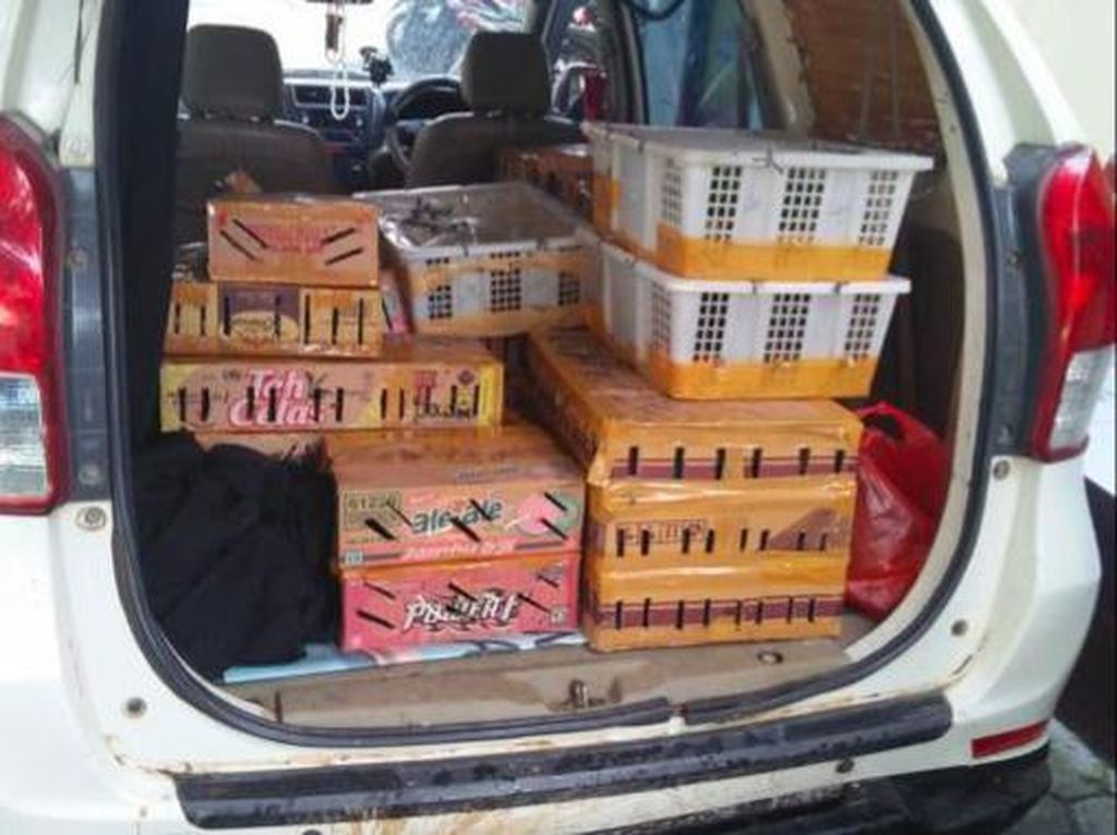 KLHK Gagalkan Penyelundupan Ribuan Burung di Lampung, Ada yang Dilindungi KLHK Gagalkan Penyelundupan Ribuan Burung di Lampung, Ada yang Dilindungi