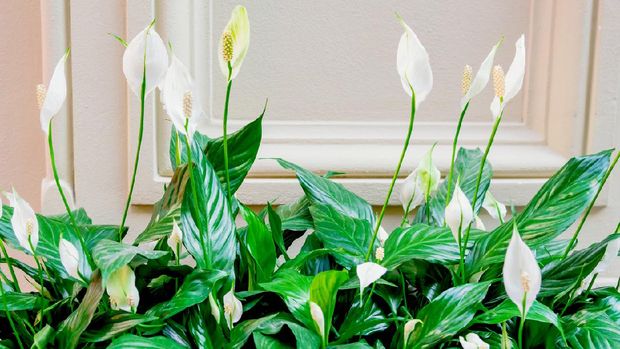 Evergreen plant spathiphyllum. White flowers and green leaves