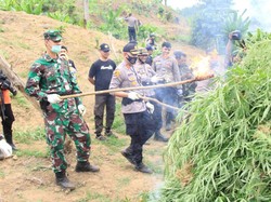 TNI-Polri di Aceh Musnahkan 5 Hektare Ladang Ganja, 1 Pemilik Ditangkap