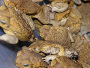 Agak Menjijikkan, Kodok Dibuat Sosis Agar Hewan yang Memakannya Jadi Kebal