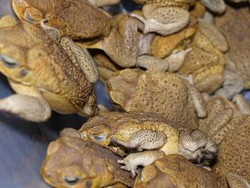 Agak Menjijikkan, Kodok Dibuat Sosis Agar Hewan yang Memakannya Jadi Kebal