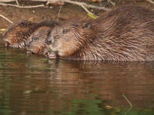 6 Hewan yang Setia terhadap Pasangannya, Ada Serigala hingga Elang 6 Hewan yang Setia terhadap Pasangannya, Ada Serigala hingga Elang