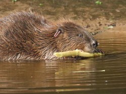 Aroma Vanila Ternyata Mirip Bau Dubur Berang-berang