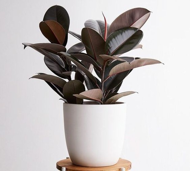 anselandivy Tanaman Hias Penghilang Debu yang Bikin Rumah Tambah Bersih dan Fresh