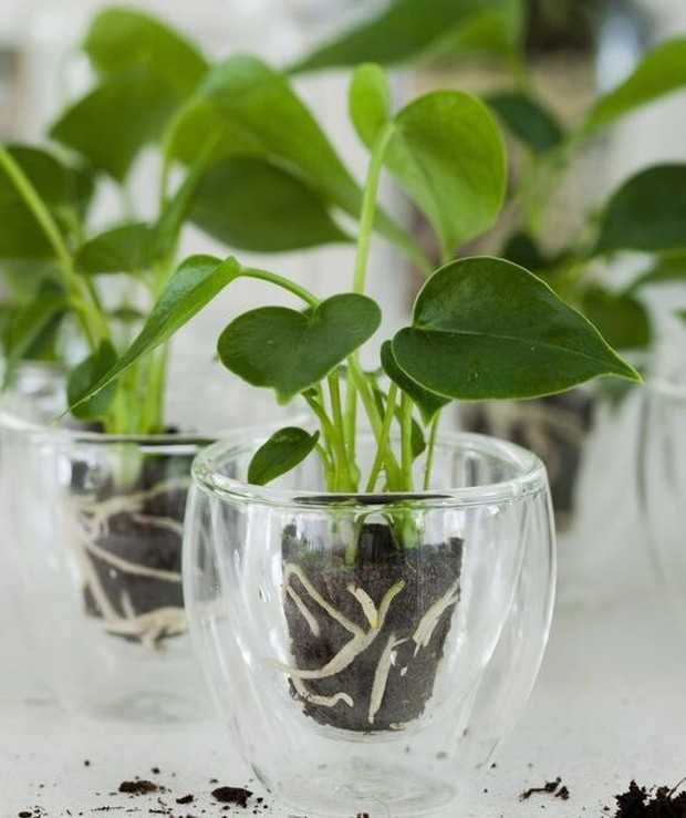 anthuriuminfo Tanaman Hias Penghilang Debu yang Bikin Rumah Tambah Bersih dan Fresh