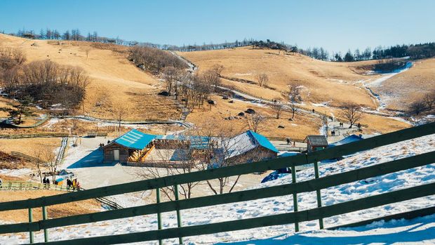 Daegwallyeong Sky Ranch Dry grass field and mountain and snow and winter landscape in Daegwallyeong sheep ranch, Pyeongchang, Korea