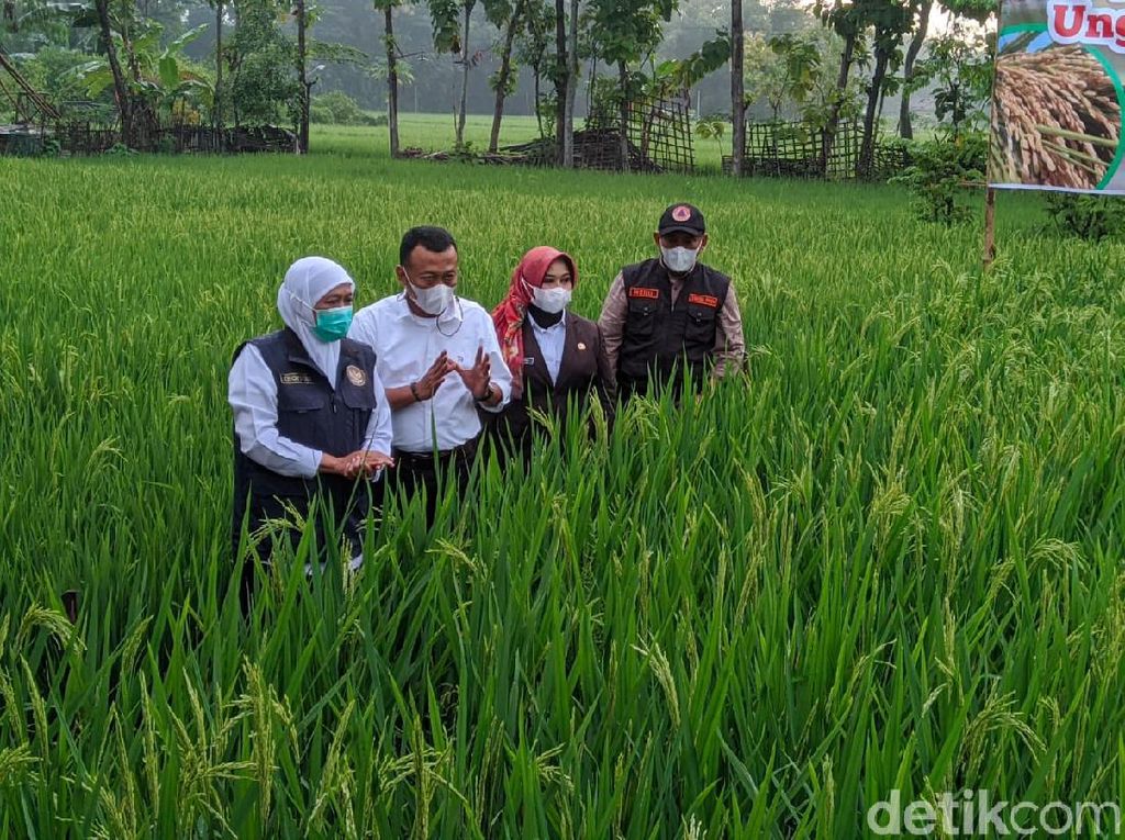 Ini Respons Pemprov Jatim soal Ditemukannya Corona B117 di Karawang Ini Respons Pemprov Jatim soal Ditemukannya Corona B117 di Karawang