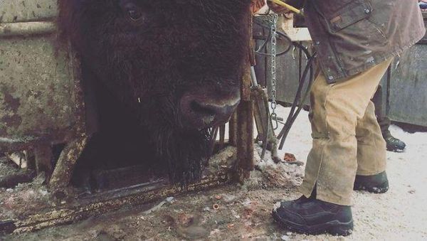 Mengagetkan, Hewan Berukuran Jauh Lebih Besar dari Perkiraan