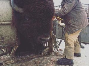 Mengagetkan, Hewan Berukuran Jauh Lebih Besar dari Perkiraan