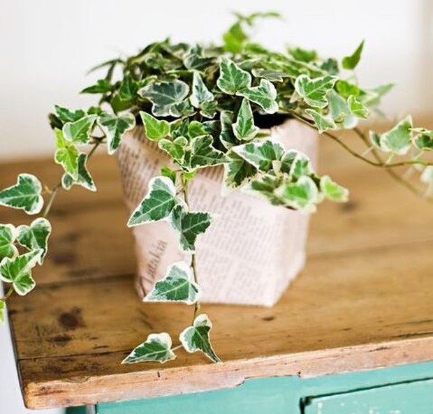 housebeautiful Tanaman Hias Penghilang Debu yang Bikin Rumah Tambah Bersih dan Fresh