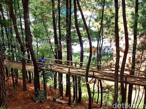 Menjelajah Wisata Hutan Pinus Lenong di Mamasa