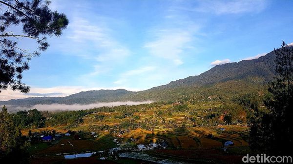 Foto: Hutan Pinus Lenong, Rekomendasi Tempat Bersantai di Mamasa