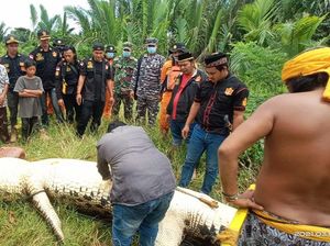 Bocah di Kaltim yang Diterkam Jasadnya Ditemukan di Perut Buaya