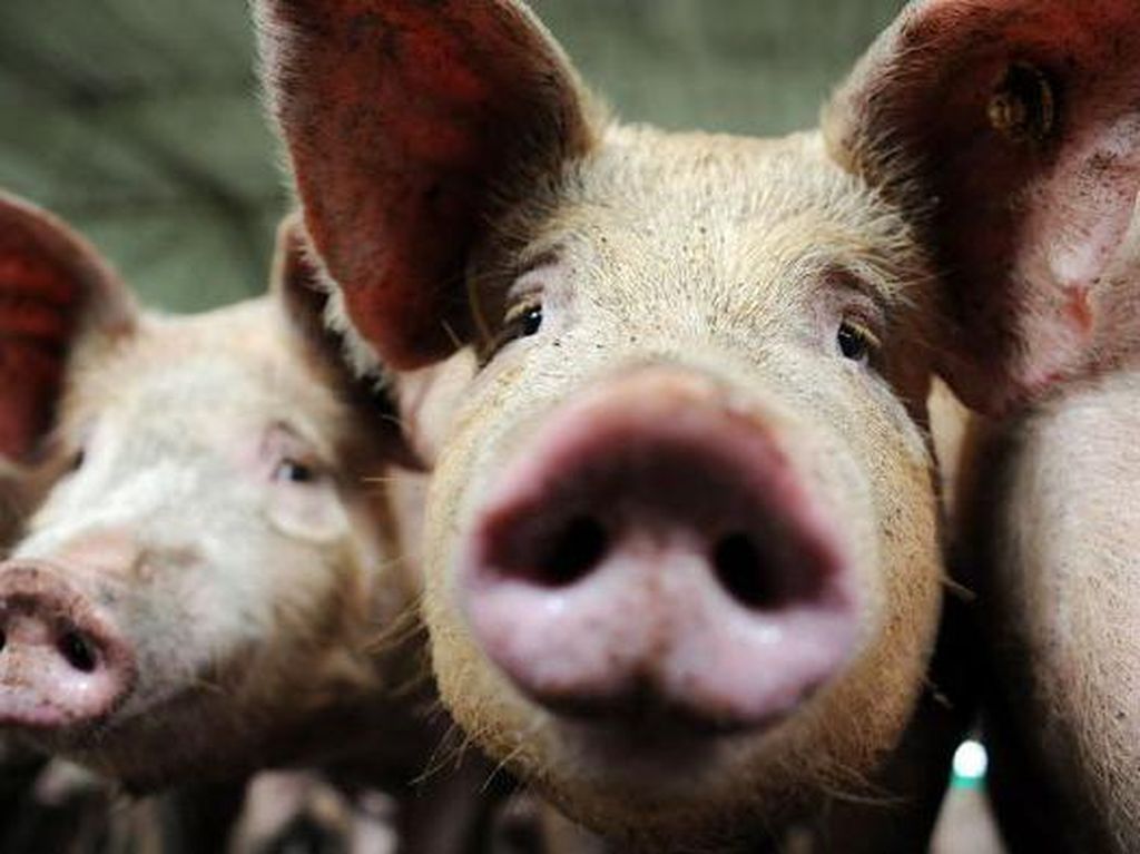 Jutaan Babi di China Mati, Harga Semua Daging di Tingkat Global Bisa Naik