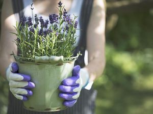 10 Tanaman Hias Pembawa Rezeki Menurut Feng Shui