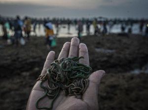 Pengertian Organisme Tanah, Perilaku, beserta Perannya