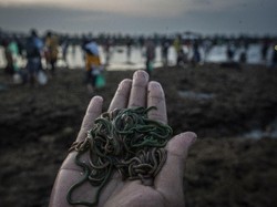 Pengertian Organisme Tanah, Perilaku, beserta Perannya