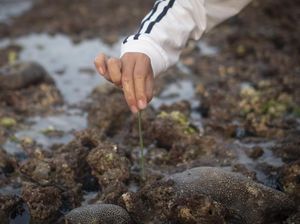 Mengenal Bau Nyale, Tradisi Berburu Cacing di Pantai Lombok