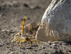 9 Hewan Paling Berbahaya di Dunia, Nomor Satu Bentuknya Kecil