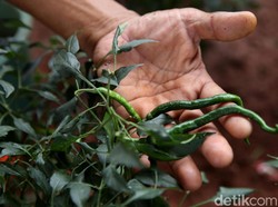 Daftar Sayur yang Mudah Ditanam di Rumah, SIlakan Mencoba