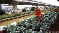 Penampakan Kolong Tol Becakayu yang Disulap Jadi Kebun Sayur