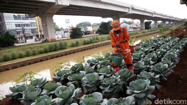 Penampakan Kolong Tol Becakayu yang Disulap Jadi Kebun Sayur