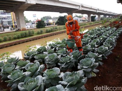 Penampakan Kolong Tol Becakayu yang Disulap Jadi Kebun Sayur