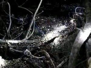 Ular Piton 9 Meter di Selayar Ditangkap Warga Usai Memangsa Kambing