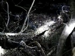 Ular Piton 9 Meter di Selayar Ditangkap Warga Usai Memangsa Kambing