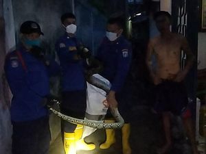 Hiii...! Ular Sanca 3 Meter Menyelinap di Permukiman Warga Jakpus